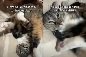 Cat’s Preferred Way To Be Petted Leaves Internet in Stitches
