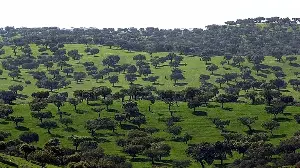 3,700 years young: Portugal is home to hundreds of ancient olive trees that outlive many generations