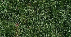Freshly cut grass releases distress signals.