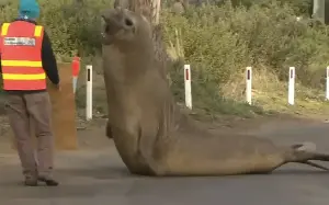 Neil the seal returns to sea, leaving trail of destruction