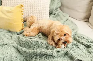 Hysterics at What Dog Sibling Chooses to Sleep On: ‘Cozy’