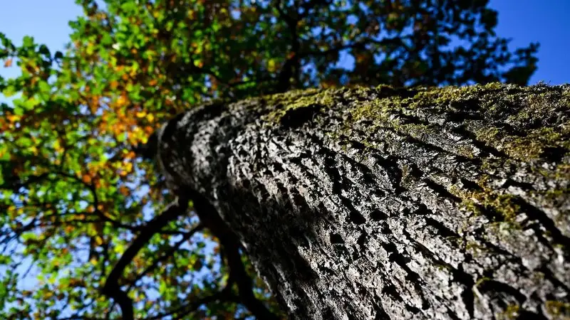 Brennholz in Waldeck-Frankenberg: Preise bleiben stabil