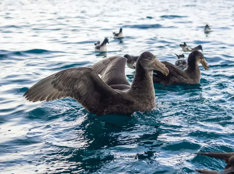 ¿La gripe aviar acecha a Australia? El virus H5N1 enciende las alarmas en la costa este del continente