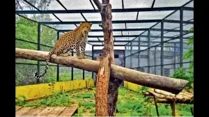 Four wildlife rescue centres to become operational in UP soon