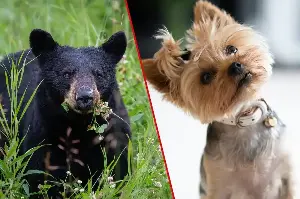 Tiny Yorkie dog goes viral after barking black bear out of his backyard: "David vs. Goliath"