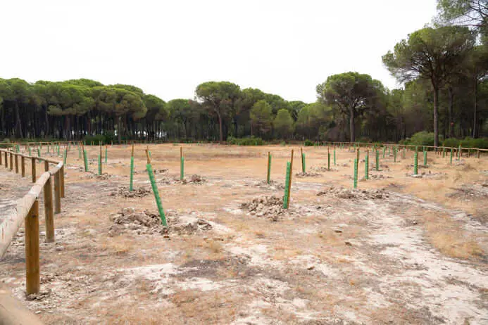 El Ayuntamiento de Almonte actúa en la recuperación de cuatro lagunas temporales de los Montes Ordenados