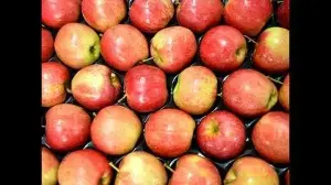 J&K apple production rises 3.4%, but exports drop by 26% in 3 years: Minster in assembly