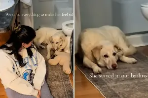 Couple fostered a "most shut down" senior dog—weeks later, came the twist