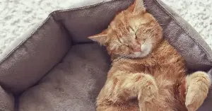 Cats sleep between 12 and 16 hours a day not because they are lazy but because their hunting strategy requires explosive short-burst energy — and a body that can sprint at nearly 50 kilometres per hour needs most of the day to prepare for a few seconds of effort