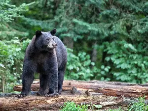Here come the black bears to the Pittsburgh area