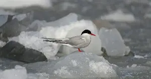 Because it chases summer from one end of the planet to the other, the Arctic tern experiences two summers every year and very likely sees more daylight than any other creature alive
