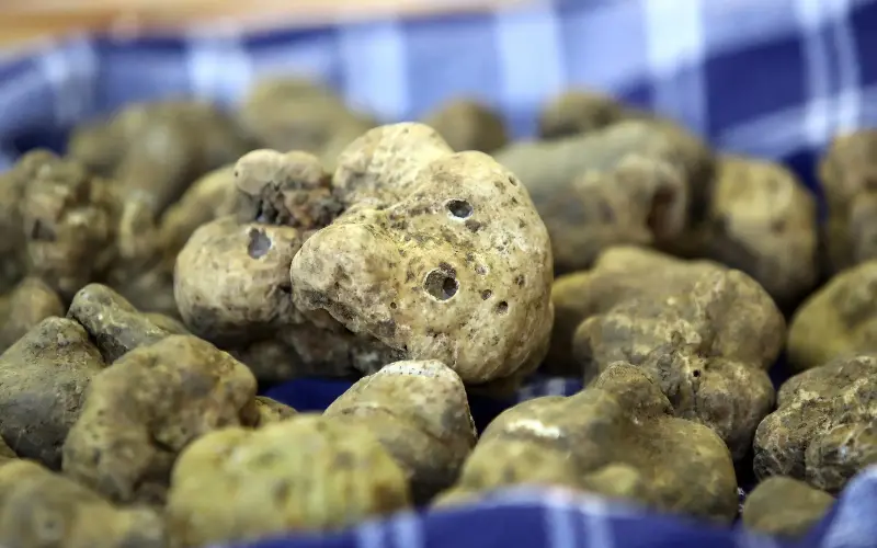 White truffles are a central part of Istria’s food culture - Getty