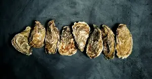 New York restores oyster reefs