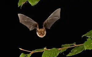 Scientists turn mosquitoes ‘into a vaccination tool’ to immunise bats against rabies