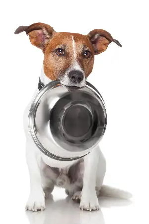Leptospirosis and pets: What to know