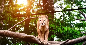 When mountain lions began appearing more often on trail cameras at a small California nature preserve, coyotes and deer shifted away from nighttime activity, and the woody plants those deer used to eat increased sixty four fold