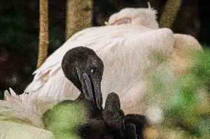 Pelicans in St James' Park have chicks for first time in 360 years