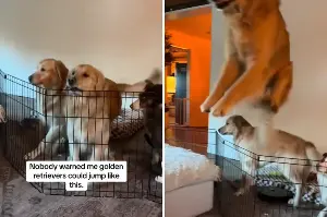 Golden Retriever Masters New Trick Owner Wasn’t Ready for—‘Olympic Event’