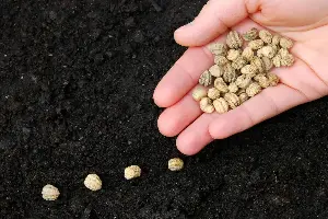 Lori Borgman: This gardener has more seeds than sense