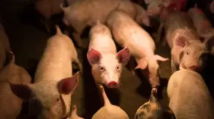 Pigs transformed New Zealand's ecology