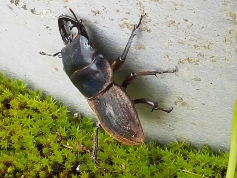 A 2015 study in South Fiordland found that wild pigs disturbed forest soil and ate stag beetles, but had limited or neutral effects on seedling regeneration and soil life. Researchers said more work is needed to assess impacts on native invertebrates and whether pig numbers should be controlled.