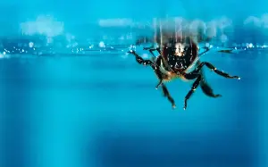 Bees can breathe underwater