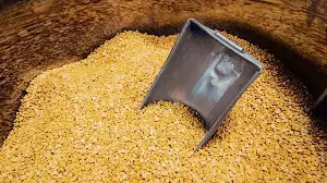 India to buy 1 million tonnes of chana to build buffer stocks, ensure stable prices