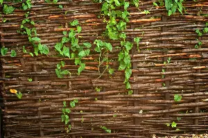 The Right Thing: When a neighbor’s ivy crosses the property line