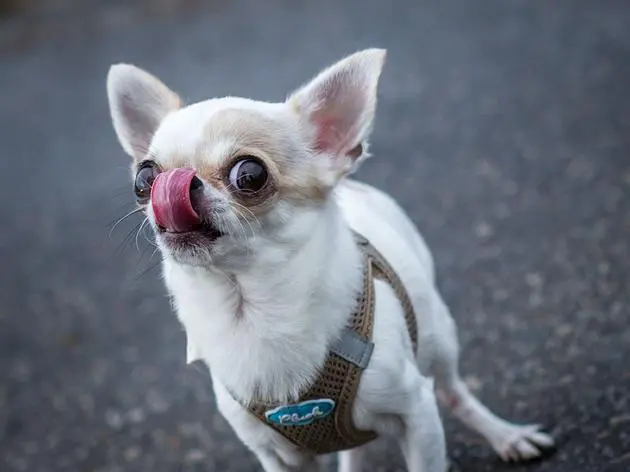 So viele Reize, so viele Eindrücke! Das kann nicht nur für Menschen überfordernd sein, sondern auch für Hunde.