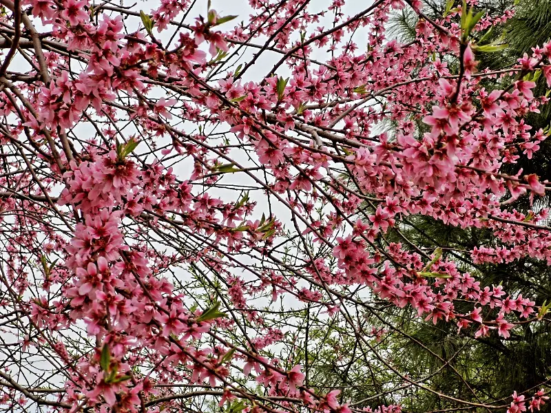 Cherry blossoms in Srinagar