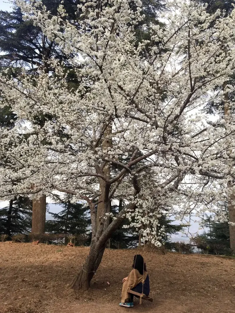 Plum blossoms in Kasar Devi, Almora, Uttarakhand
