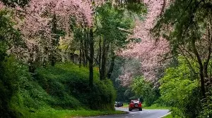Experience the magic of cherry blossoms across India this season