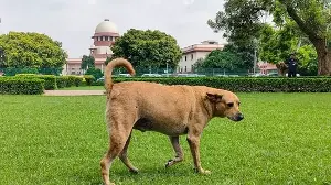 MCD seeks space for dog shelters across Delhi after SC reiterates directions