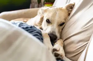 Subtle signs your dog isn't actually calm—they're secretly shutting down