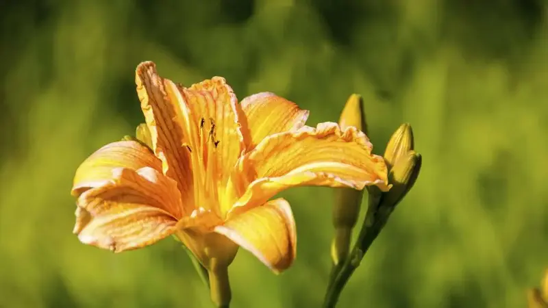 Taglilien nach der Blüte schneiden: So blühen sie länger und bleiben gesund