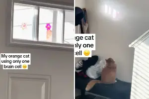 Owner Spots Orange Cat Watching Bird, but He’s ‘Using Only One Brain Cell’