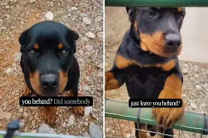 Woman Gets Security Cam Alert—Tears Over What She Finds Waiting Outside