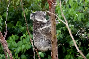 Earth Talk: Koalas