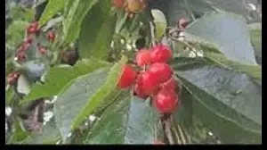 Fast track for fruit: Railways to run cargo train between Budgam, Delhi