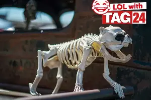 Joke of the Day for October 16, 2026: A doggone Halloween funny