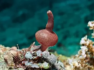 The fascinating story of sponges shaped like ancient wine bottles.