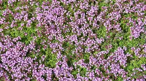 Underrated Plants – 8 Overlooked Garden Gems Experts Say Deserve A Spot In Every Yard