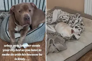 XL Bully Sees Chihuahua Has Stolen His Bed, Reaction Says It All: ‘Feisty’