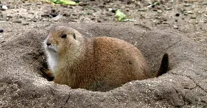 Prairie dogs don’t just warn their colony that a predator is near. Their alarm calls seem to encode what kind of animal is coming, and in some experiments its colour, size, and how fast it moves — all from a rodent’s squeak