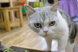 Cat owner's boyfriend comes over but feline has same problem: "always mad"