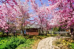 Taoyuan Cherry Blossom Travel Experience - A Detailed Guide from A to Z