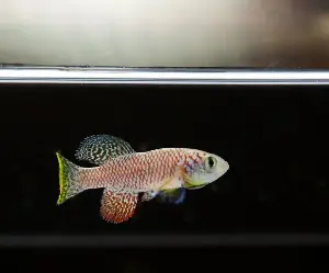 A tiny fish’s behavior suggests aging may happen in stages, study finds