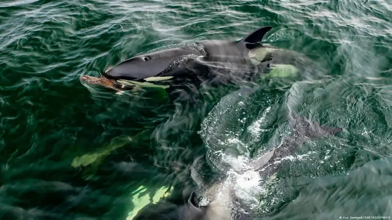 Orcas embisten a un pez luna con tanta fuerza que lo destrozan en mil pedazos