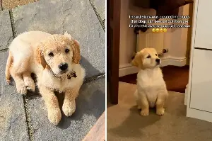 Golden Retriever Puppy Finally Sees ‘Bluey’—Owner Unprepared for Reaction