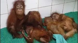 Five Orangutans rescued in Odisha get music therapy to ease stress